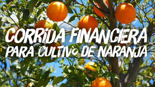 Corrida Financiera para Cultivo de Naranja