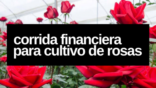 Corrida Financiera para Cultivo de Rosa en Invernadero