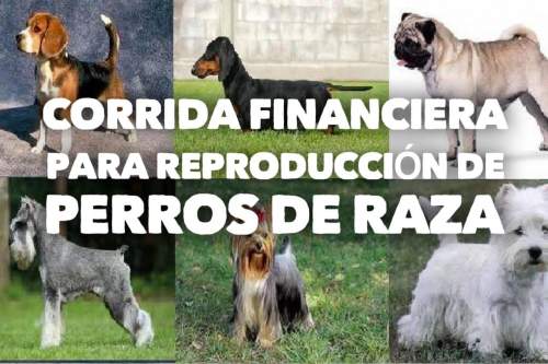 Corrida Financiera para Venta de Perros de Raza