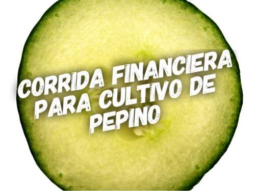 Corrida Financiera para Produccion de Pepino